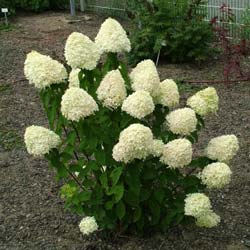 Hortensia de panculas 'Limelight'